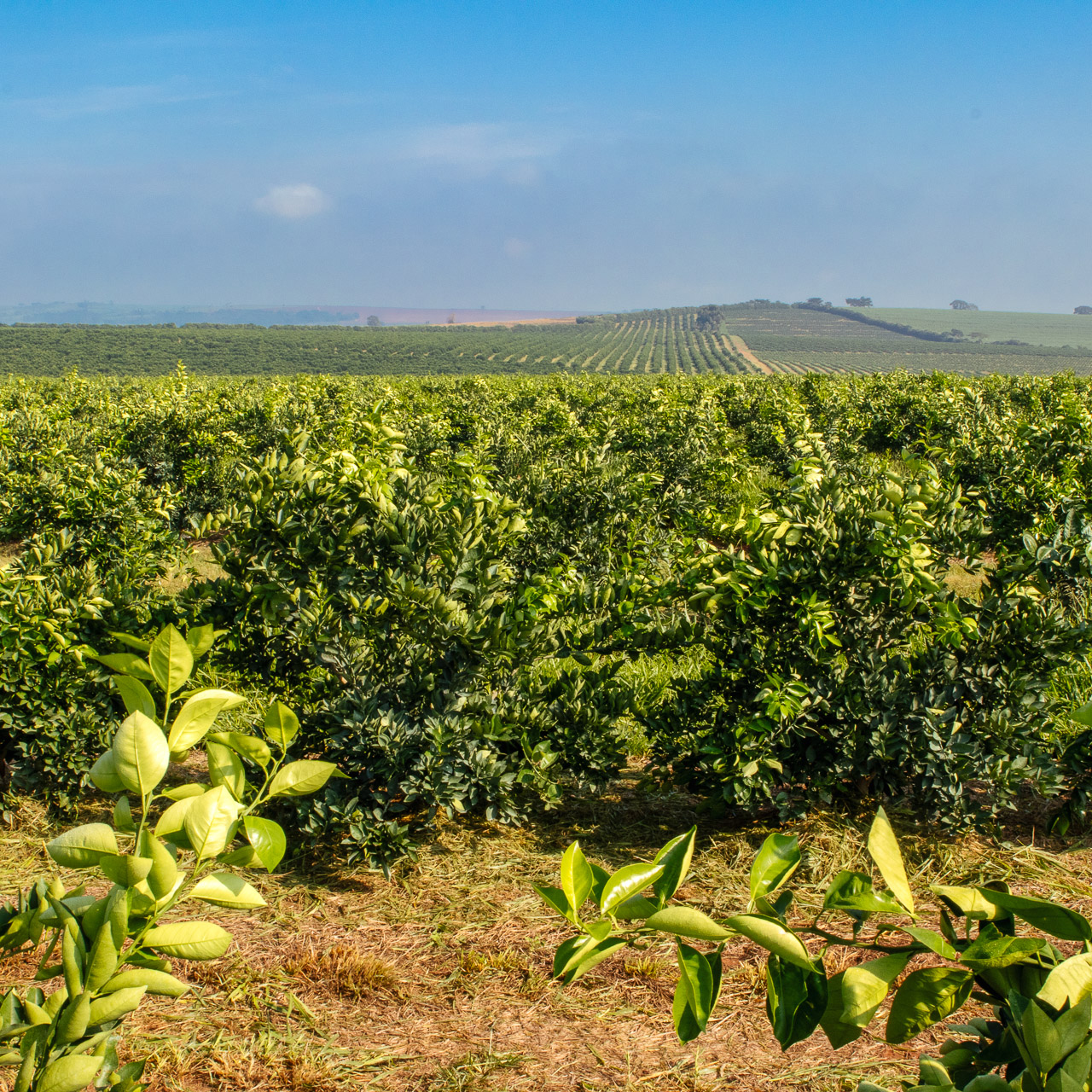 Invaio Citros Brasil-3