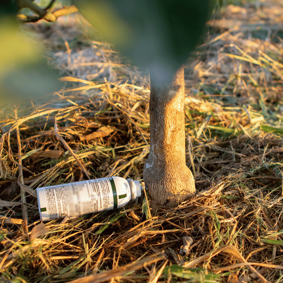 Invaio-Citros-Brasil_Trecise-blur